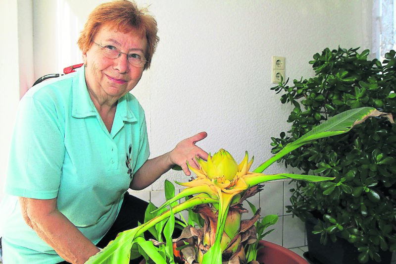 Kleinleipisch: Erste Blüte nach 12 Jahren