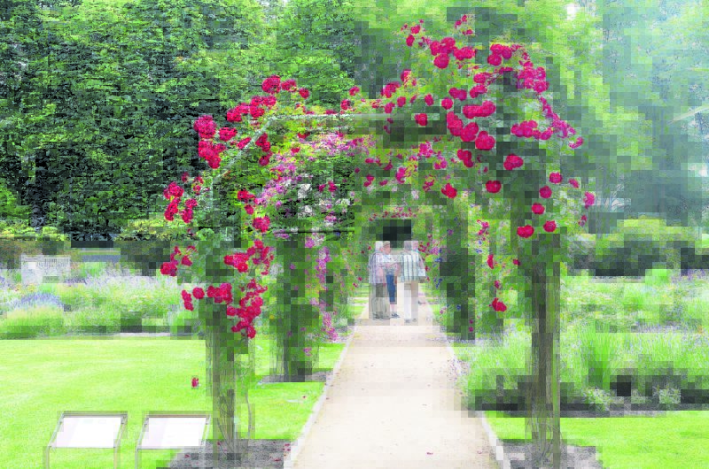 Rosengartenfesttage locken Lausitzer Gartenliebhaber nach Forst