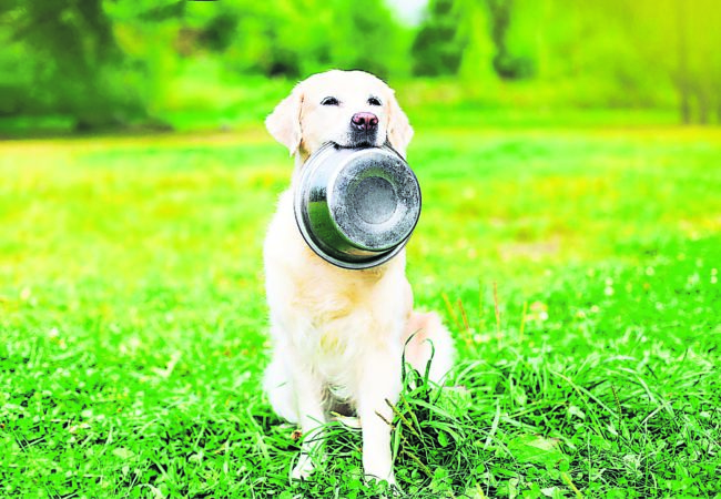 Rohfütterung liegt bei Hunden im Trend