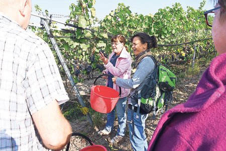 Anschuss der Weinlese auf dem Wolkenberg 2018