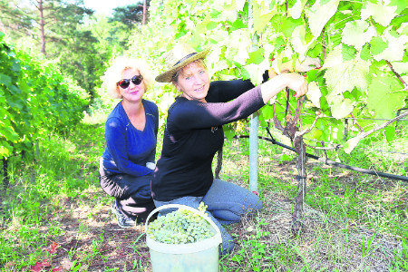 Weinlese auf dem Sonnenhügel in Klein Oßnig