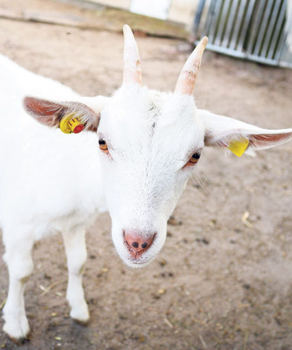 Delikatessen schmecken in Gulben