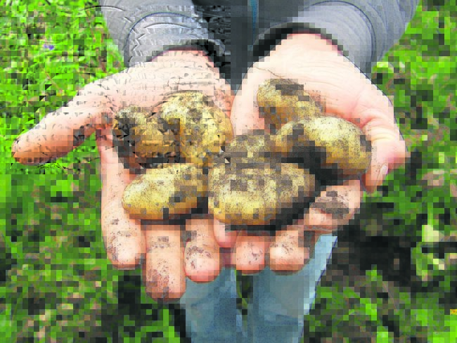 Produkte der Region: Vom Feld auf den Tisch