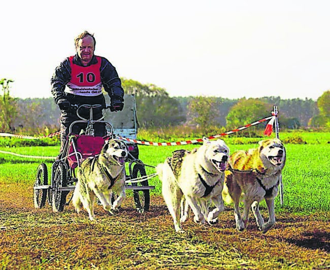 Schlittenhunde-Rennen in Spremberg an diesem Wochenende (23./24.11.24)