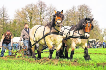 Pfluegetag Papitz Gemeinde Kolkwitz