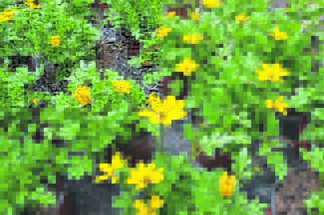 Blumen für die Biene