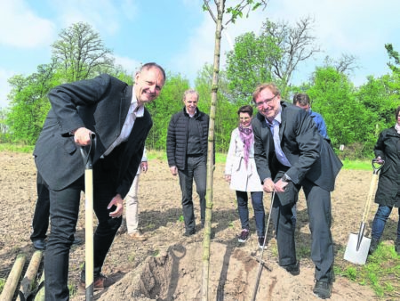 Flatterulme Roick Grosser Pflanzung LEAG