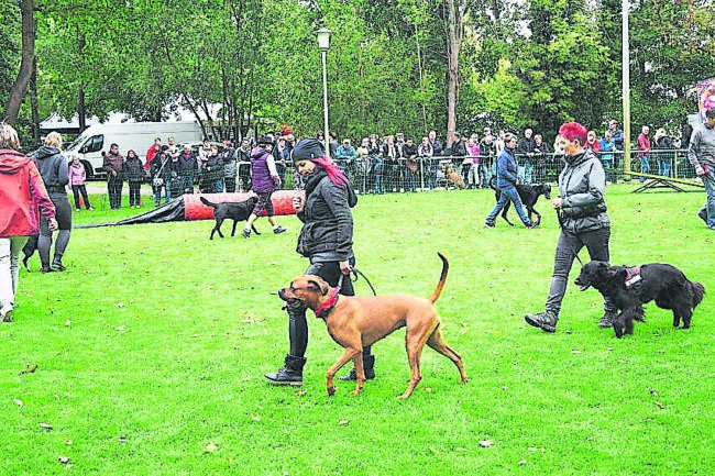 100 Jahre Hundesport in Kolkwitz