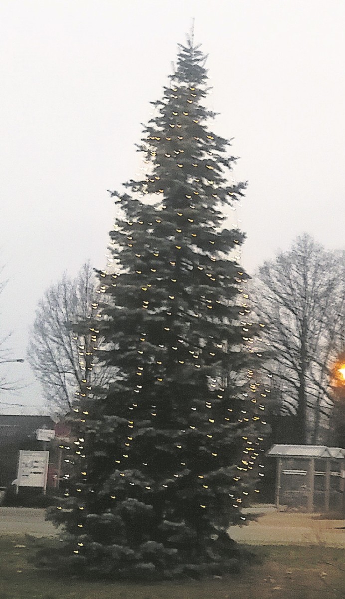 Weihnachtsbaum Stroebitz