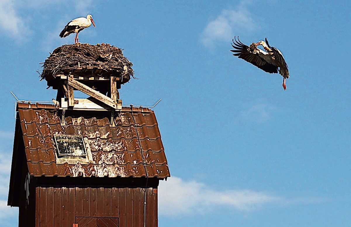 Leserbrief: Störche in Mulknitz