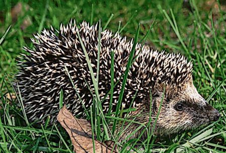 Igel