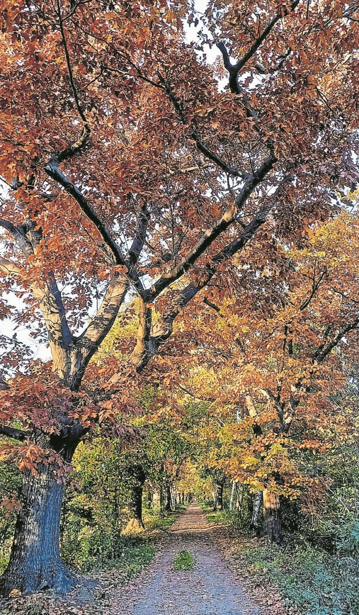 Der richtige Herbstschnitt