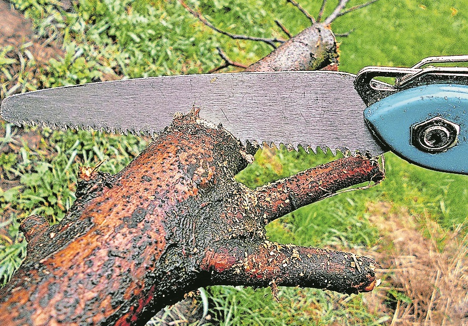 Was tun bei überstehenden Ästen?