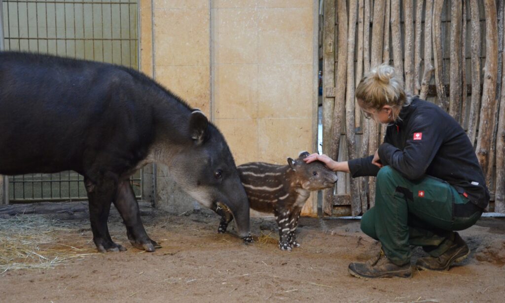 Tapir Bamika