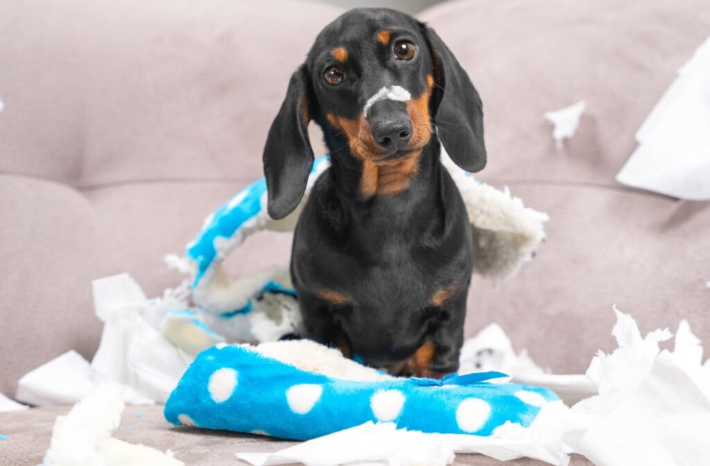 Rechtliche Absicherung durch Hundehalter-Haftpflichtversicherung