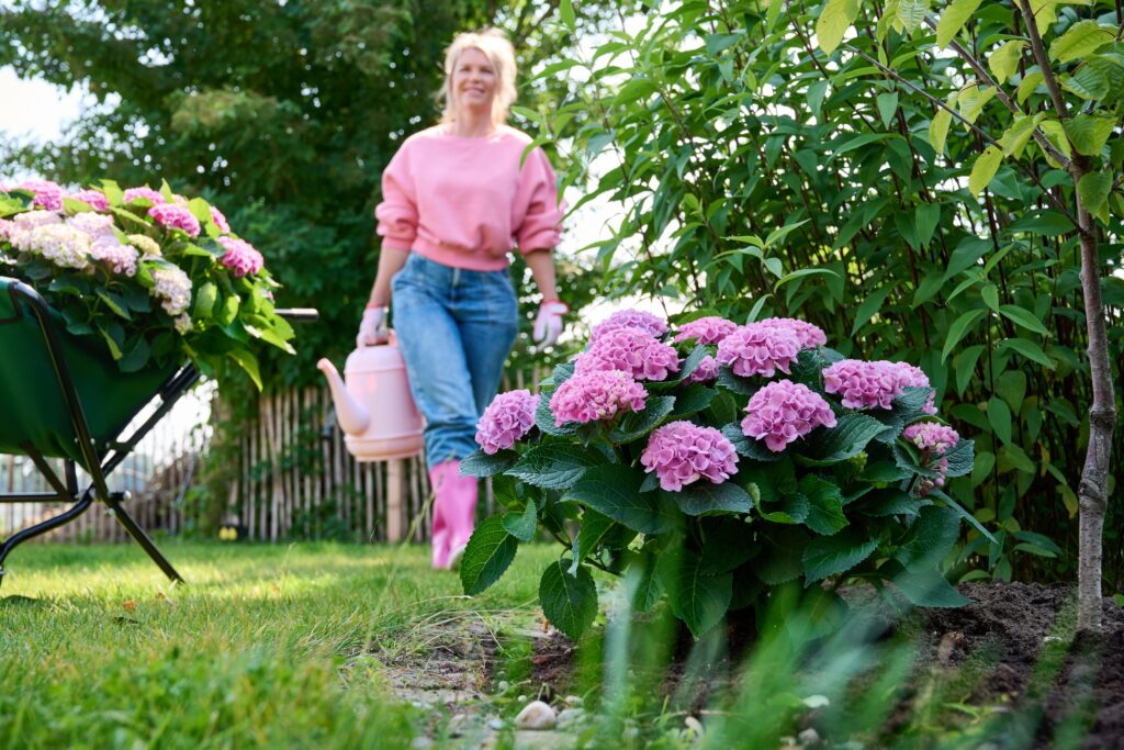 Hortensien bringen wieder Farbe in den Garten