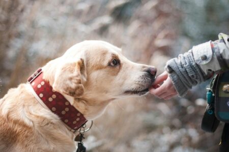 Tag des Hunds