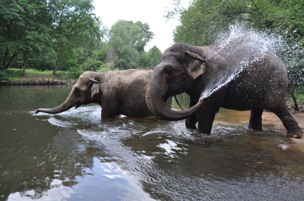 Tierpark Cottbus: Elefanten baden in der Spree