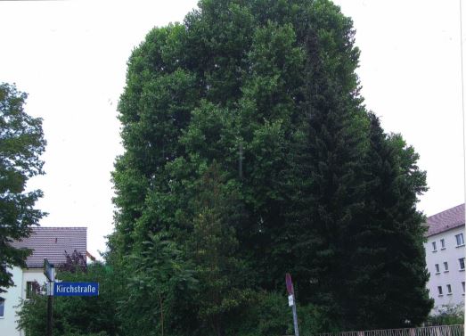 Baum in der heutigen Kirchstraße in Forst