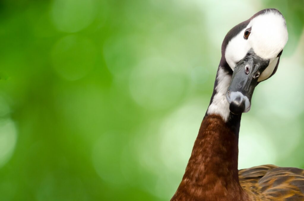 Nachwuchs im Tierpark Cottbus