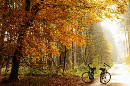 Herbstliche Waldlandschaft mit Fahrrad