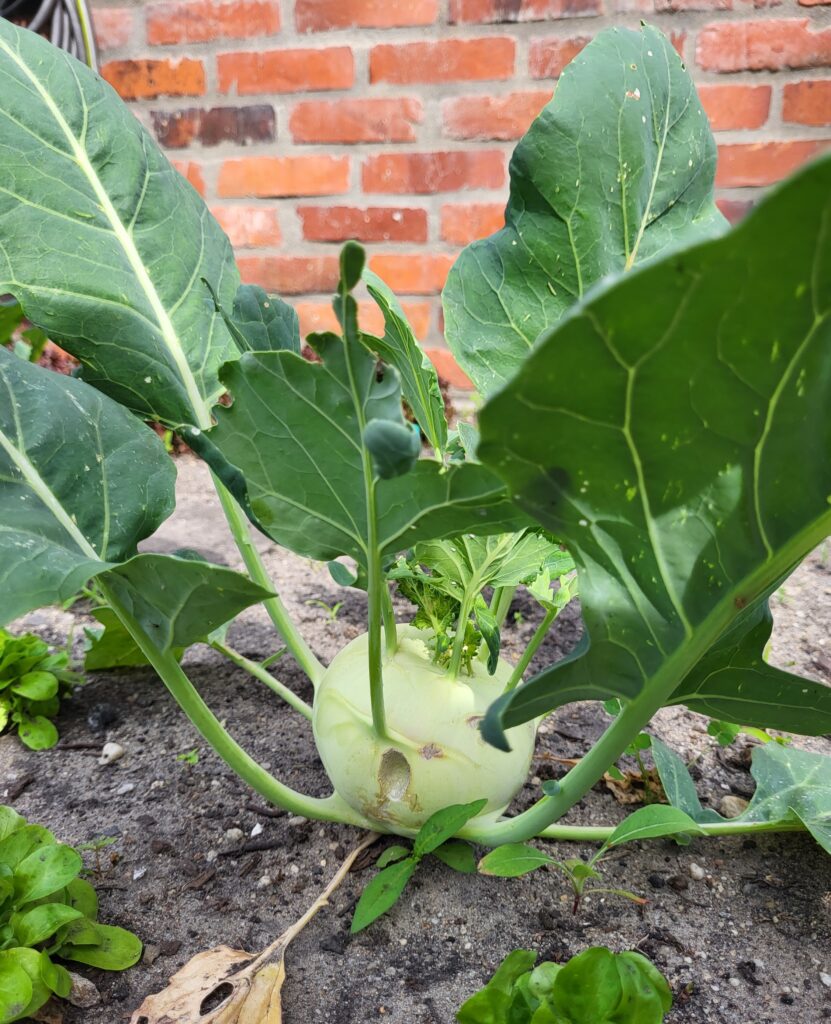 Auch die Blätter von Kohlrabi und Möhren sollten auf dem Speiseplan stehen