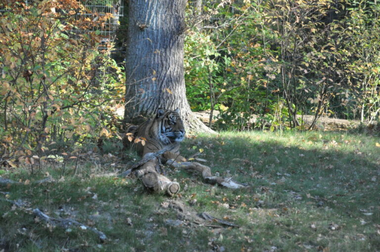 Ehemaliger Tiger im Tierpark Cottbus