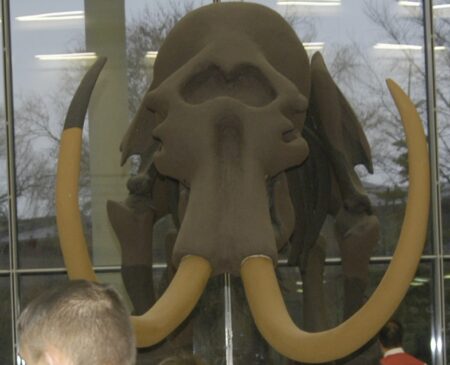 Mamut im Kreishaus Forst