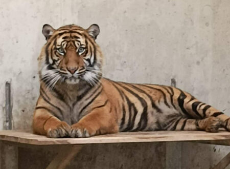 Sumatra-Tigerweibchen „Surya“ ist wohlbehalten aus dem Zoo Breslau im Cottbuser Tierpark angekommen Foto: Una Wistuba