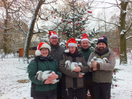 Tierpfleger mit Weihnachtsmütze und kleinen Störchen