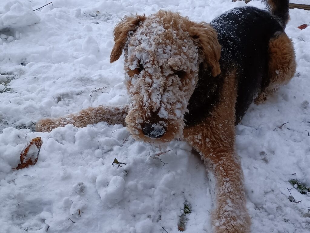 Hund im Schnee