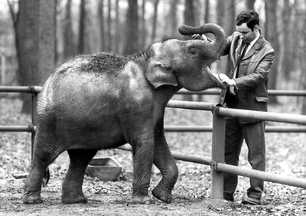Mit Elefantin Sundali im Jahr 1970