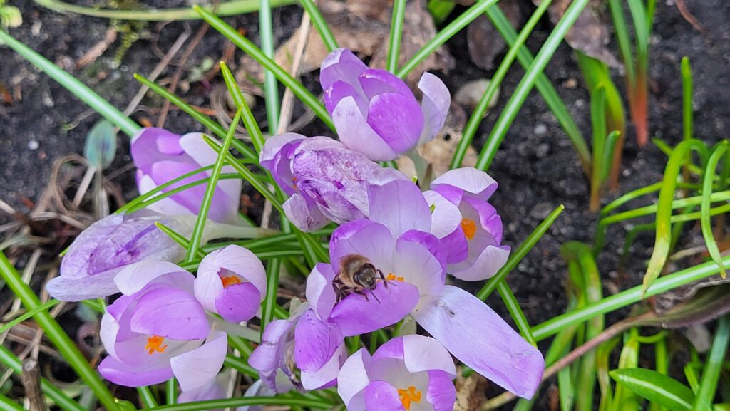 Biene und Krokusse