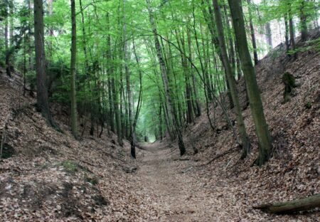 Am 23. April 2023 lädt die zertifizierte Natur- und Landschaftsführerin Gudrun Jordan zu einer geführten Wanderung durch die Schwarze Grube, Wolfsschlucht und den Märchenwald ein. Foto: Gudrun Jordan