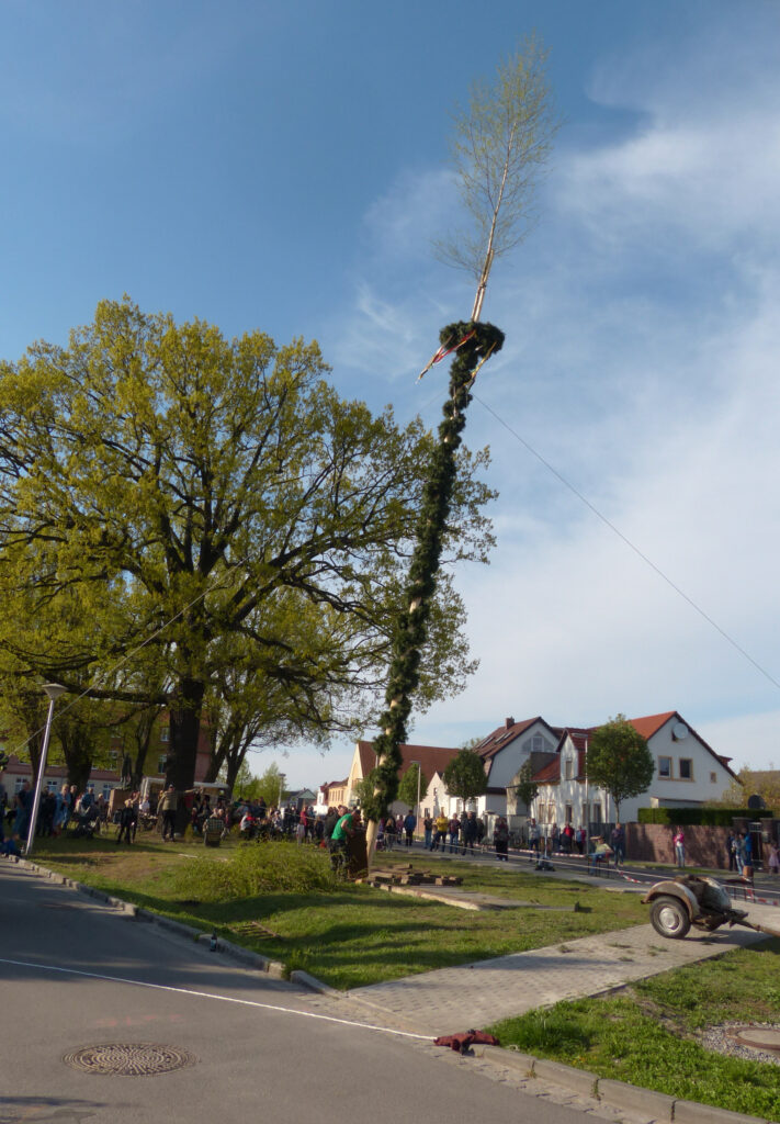 Nach dem Höfe-Flohmarkt und den Vorbereitungen zum Maibaum-Aufstellen an diesem Samstag wird am Sonntag gegen 16 Uhr der Maibaum auf dem Nevoigt-platz gerichtet und gefeiert.