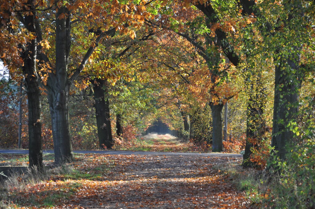 Herbst Allee zwischen Sielow und Doebbrick 7