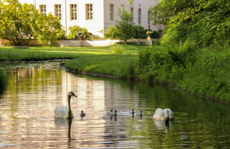 Schwanenfamilie im Branitzer Park mit fuenf Kueken SFPM 002