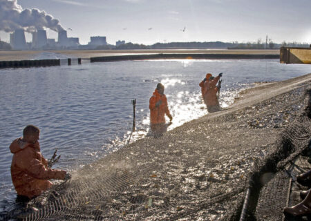 Fischzuges am Hälterteich in Peitz am 25. und 26. Oktober