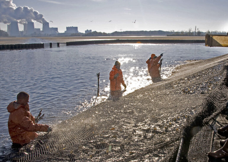 Fischzug am Hälterteich in Peitz am 25. und 26. Oktober