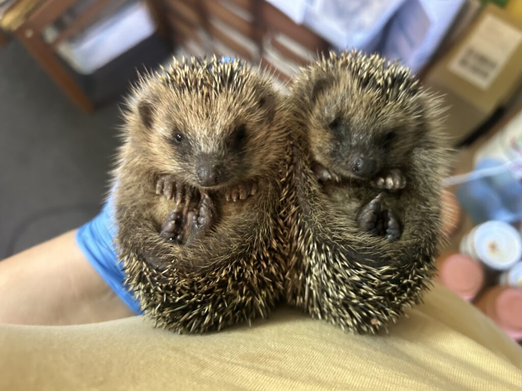 Der Igel im Stadtmuseum Cottbus