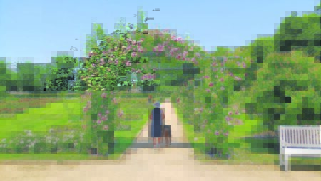 Kletterrosen
