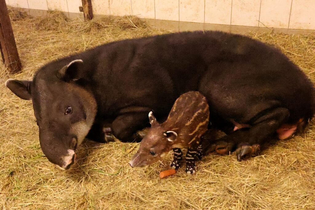Mittelamerikanischer Tapir im Tierpark Cottbus geboren