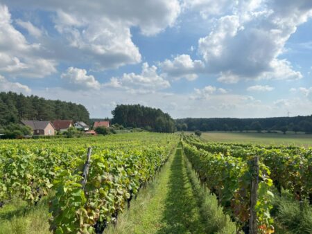 Weinbergführung in Grano