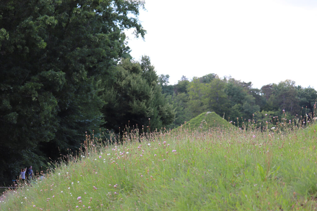 Biologische Vielfalt im Branitzer Park entdecken