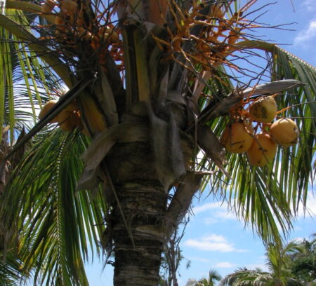 Die ertragreichen Kokospalmen sind in Strandnähe Charakterbäume der Ferieninsel.