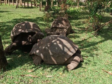 Riesenschildkröten gab es hier nur bis etwa 1800. Diese sind von einer der Nachbarinseln „ausgeborgt“.