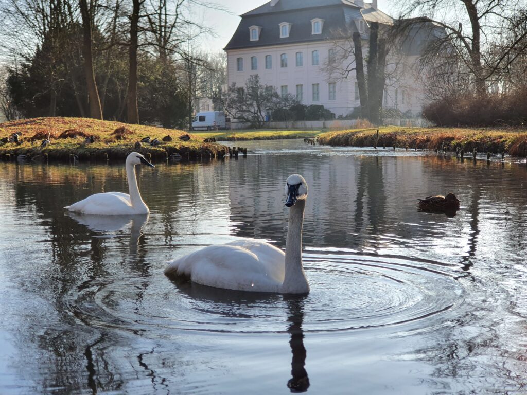 Trompeterschwäne zurück im Branitzer Park