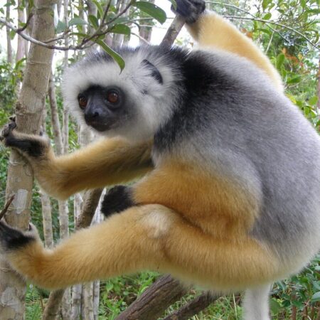 Der farbintensive, tagaktive Sifaka.