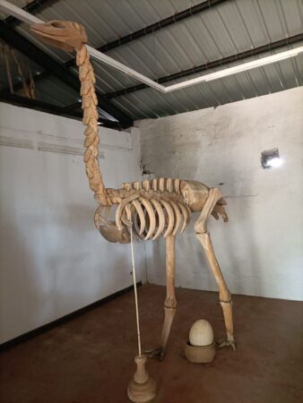 Ausgestorben, aber im Museum wird sein Skelett geteigt, hoch wie zwei Männer. Ist das der legendäre „Vogel Rock“?