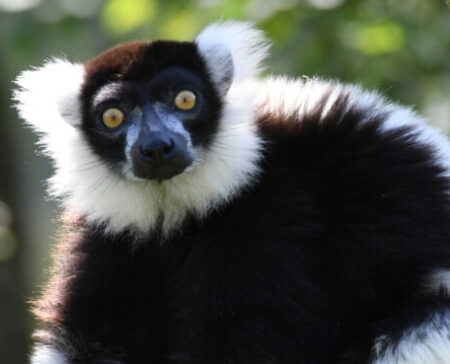 Lemuren leben nur auf Madagaskar und nahen Inseln, hier der Schwarzweiße Vari.